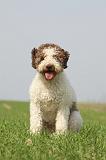 LAGOTTO 146
